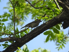 Haemorhous mexicanus