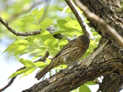 Haemorhous mexicanus