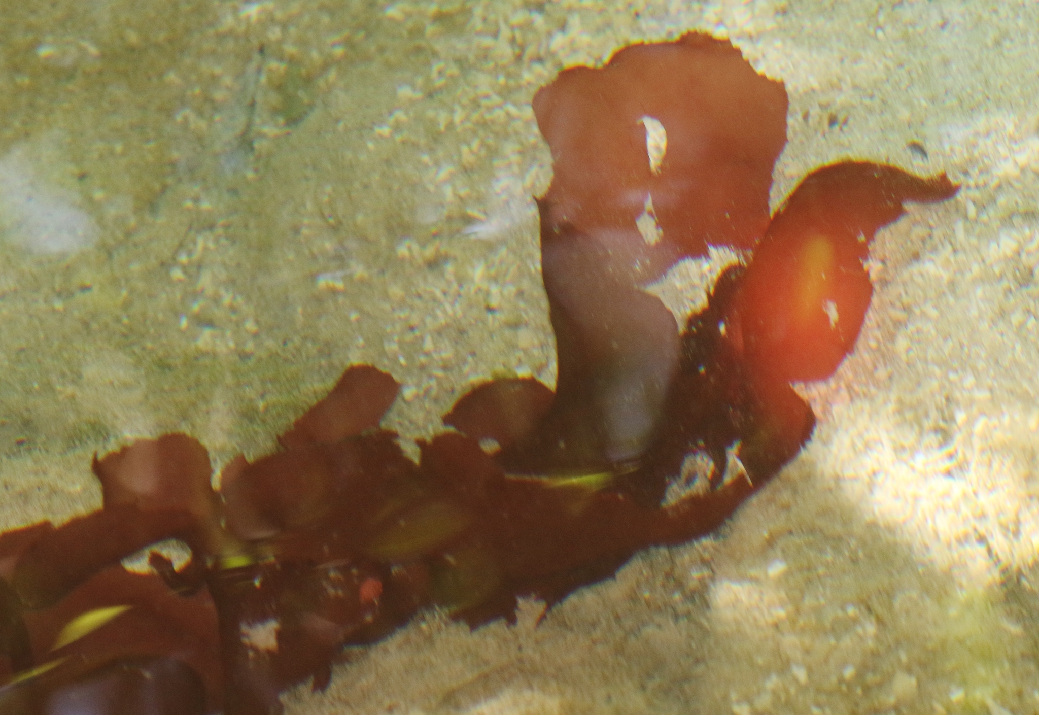 Cryptonemia crenulata