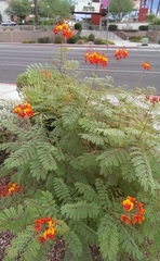 Caesalpinia pulcherrima
