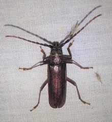 Orthosoma brunneum