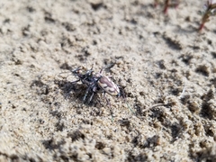 Cicindela lengi