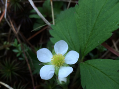 Fragaria vesca americana