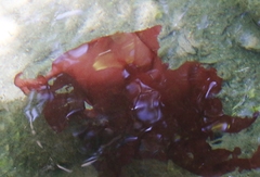 Halymeniaceae