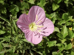 Oenothera speciosa