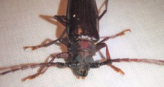Orthosoma brunneum