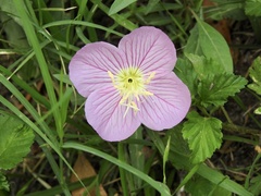 Oenothera speciosa