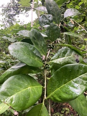 Cestrum macrophyllum