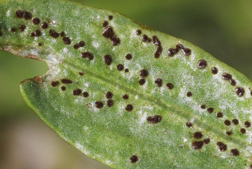 Puccinia mirifica · iNaturalist