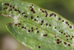 Puccinia mirifica