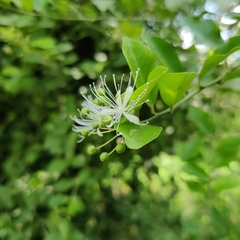 Capparis sepiaria