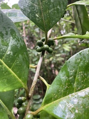 Cestrum macrophyllum
