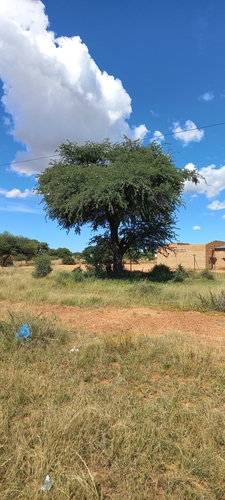 Camel Thorn