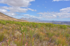 Paranomus longicaulis