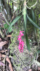 Rodriguezia lanceolata