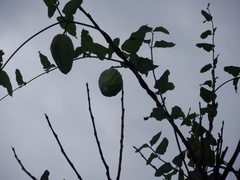 Araujia sericifera