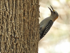 Melanerpes aurifrons