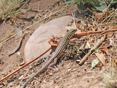 Aspidoscelis uniparens