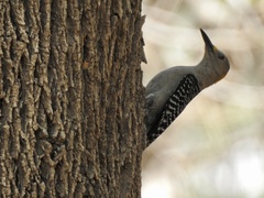 Melanerpes aurifrons