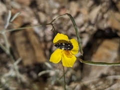 Acmaeodera vernalis