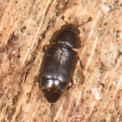 Carpophilus brachypterus