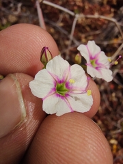 Commicarpus brandegeei