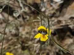 Acmaeodera vernalis