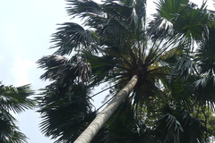 Saribus rotundifolius