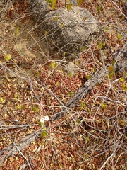 Commicarpus brandegeei