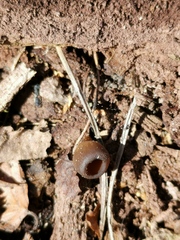 Dumontinia tuberosa
