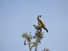 Tyrannus vociferans