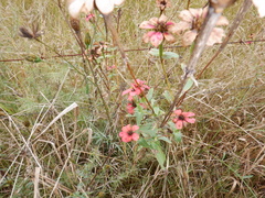 Zinnia peruviana