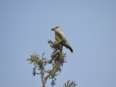Tyrannus vociferans