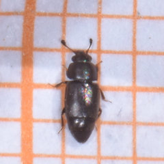 Carpophilus brachypterus