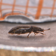 Carpophilus brachypterus