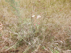 Zinnia peruviana