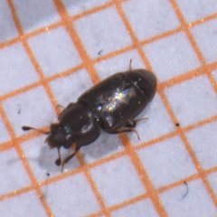 Carpophilus brachypterus