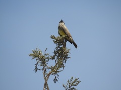 Tyrannus vociferans