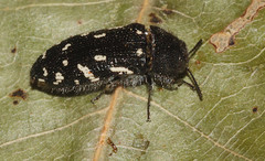 Acmaeodera ornata