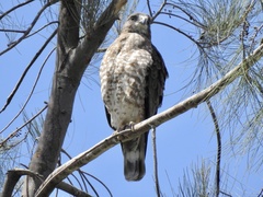 Buteo platypterus