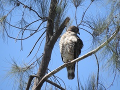 Buteo platypterus