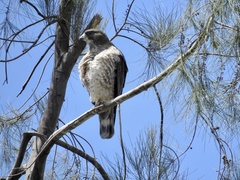 Buteo platypterus