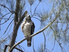 Buteo platypterus