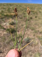 Carex duriuscula