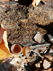 Dumontinia tuberosa
