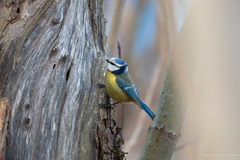 Cyanistes caeruleus
