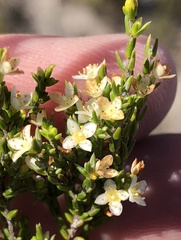 Lachnaea axillaris