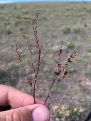Polygonum sawatchense