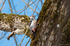 Dendrocoptes medius