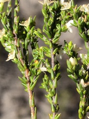 Lachnaea axillaris